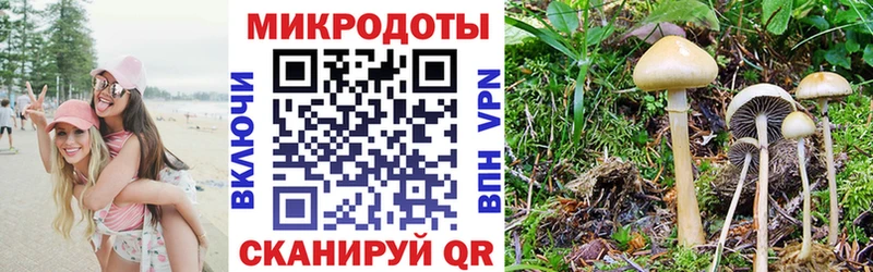 Псилоцибиновые грибы Psilocybine cubensis  Грайворон 